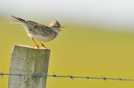 Skylark (Alauda arvensis) perched on a fence post, vocalising, Balranald RSPB reserve, North Uist, Outer Hebrides, Scotland, UK, June. Did you know? The collective noun for a group of Skylarks is an e