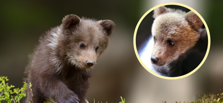 Ratownicy górscy uratowali 4-miesięcznego niedźwiadka w Rumunii