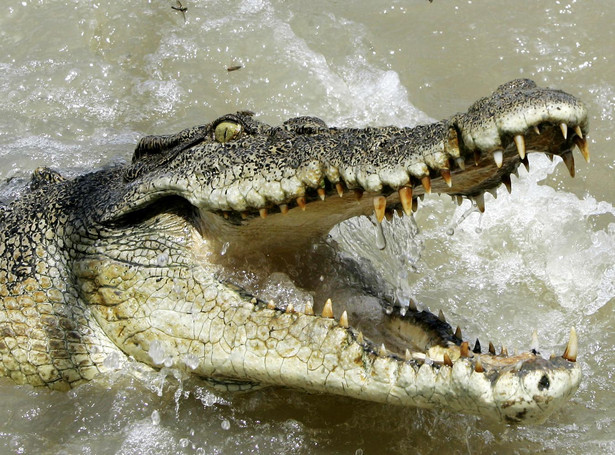Horror w Meksyku: 400 krokodyli na wolności