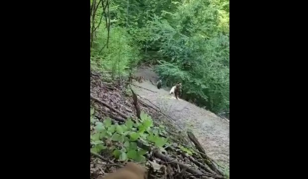 Susret sa mečkom na Povlenu