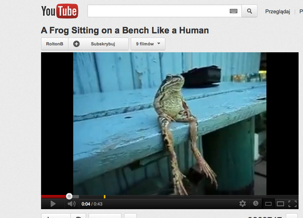 Niesamowita żaba! Siedzi na ławce jak człowiek