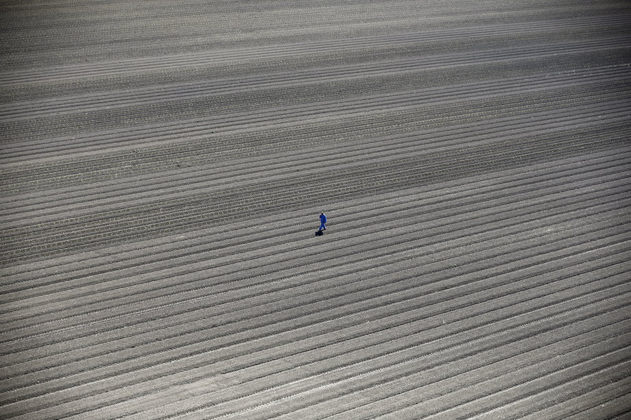 A farmworker walks through thirsty fields in Los Banos, an area of the San Joaquin Valley between Santa Cruz and Merced. On May 5, state water regulators adopted the first rules for mandatory urban water cutbacks. Farms, which account for 80% of the state's water consumption, were exempt from the law.