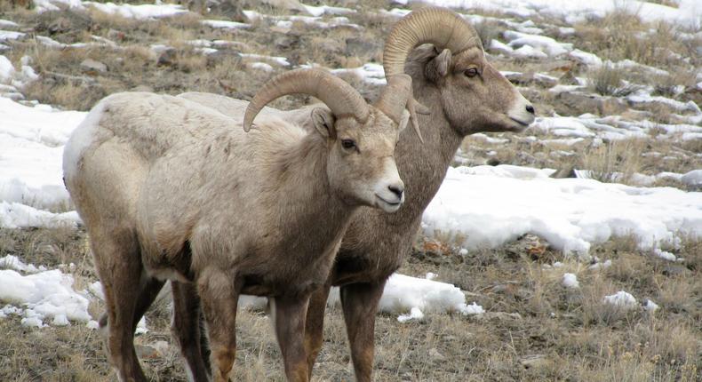 Bighorn sheep spotted on a winter wildlife safari in Jackson, Wyoming.Gigi Ragland