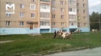 A nap legviccesebb jelenete, ahogy egy rendőr körbe-körbe menekül a rátámadó tehén elől