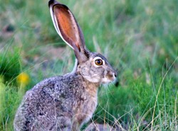 Zające z obrożami śmigają po polach