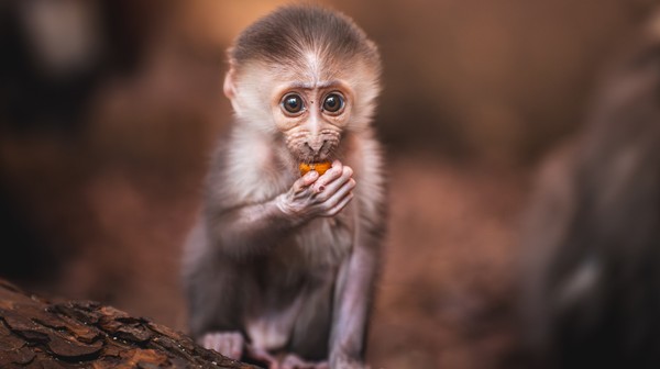Maleństwo łamie serca zwiedzających!