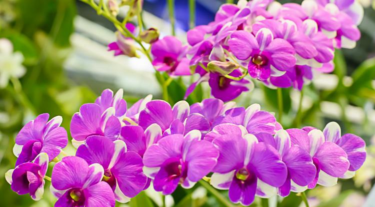 Rengeteg virágot hoz az orchideám Fotó: Northfoto