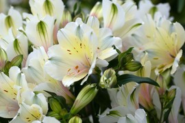 Nestvarni PERUANSKI LJILJANI mogu da rastu i u vašoj BAŠTI, evo kako da ih uzgajate