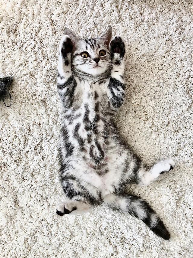 Illés Fanni: Életem két cicussal