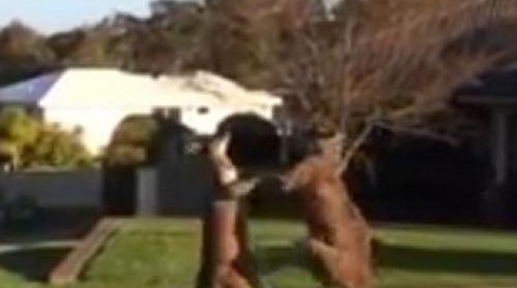 Egymást verte két kenguru a nyílt utcán - videó!