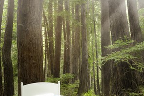 Girl sleeping in a bed in a redwood forest.