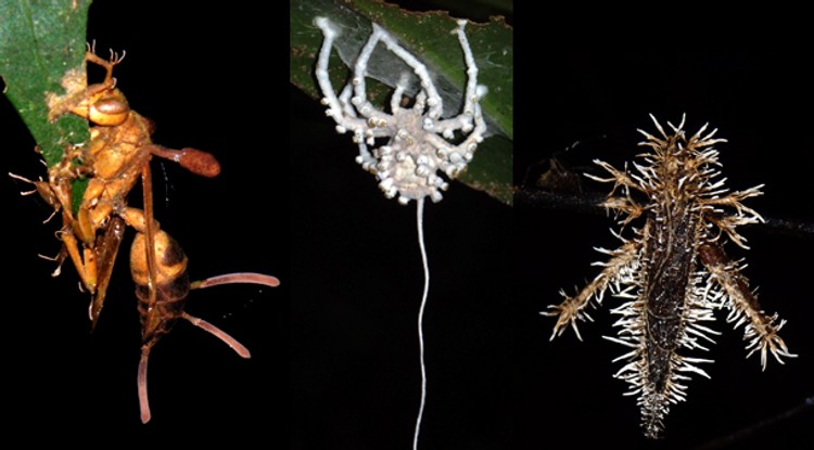 Különböző fajtájú, Cordyceps-szel megfertőződött rovarok