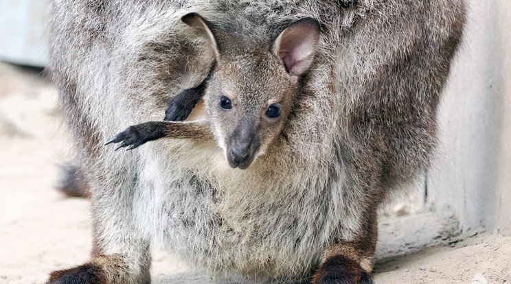 A Fővárosi Állatkert ifjú Benett-kenguruja lassan el sem fér anyja erszényében / Fotó: Fővárosi Állatkert
