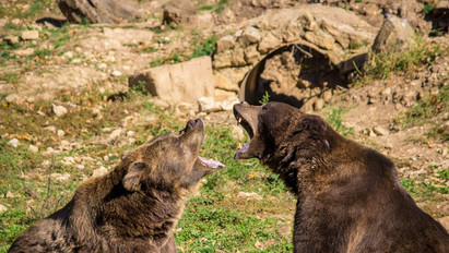 Veszekedett Romulus és Tibor, a Budakeszi Vadaspark két medvéje - cuki fotók