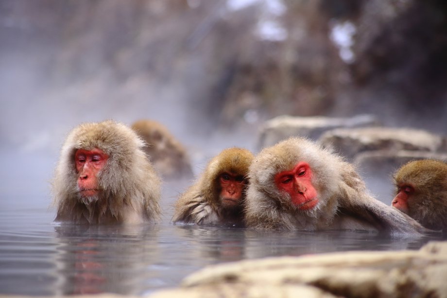 Poobserwuj z bliska japońskie małpy śnieżne, które przychodzą kąpać się w gorących źródłach Jigokudani Yaen-Koen w Nagano, w Japonii.