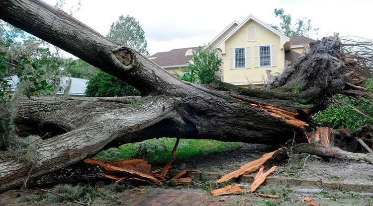 Kidőlt fa egy ház előtt a floridai Orlandóban 2017. szeptember 11-én, az Irma hurrikán elvonulása után. Floridában a szélvihar tíz halálos áldozatot követelt.