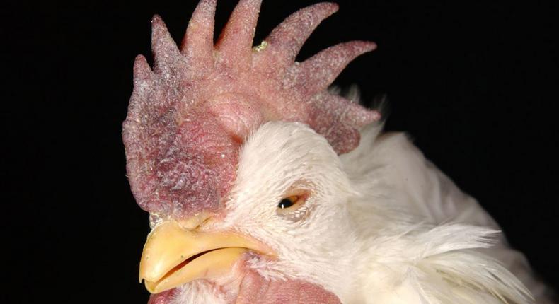 A chicken affected by the disease 