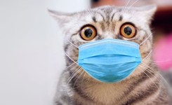 Pacjenci z małpią ospą powinni unikać kontaktu ze zwierzętami domowymi