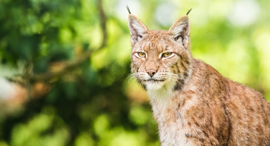 W tym roku środki z Wild Run będą przeznaczone dla dziko żyjących zwierząt w Polsce m.in. rysi