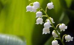 Lasy Państwowe ostrzegają przed „piękną trucicielką”