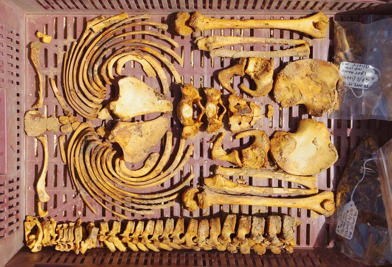 Nađeni kosturi otkrivaju mračne tajne građenja Amarne