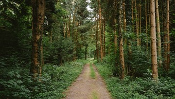 Wynosisz gałązki jodłowe z lasu? Już niedługo możesz trafić do więzienia