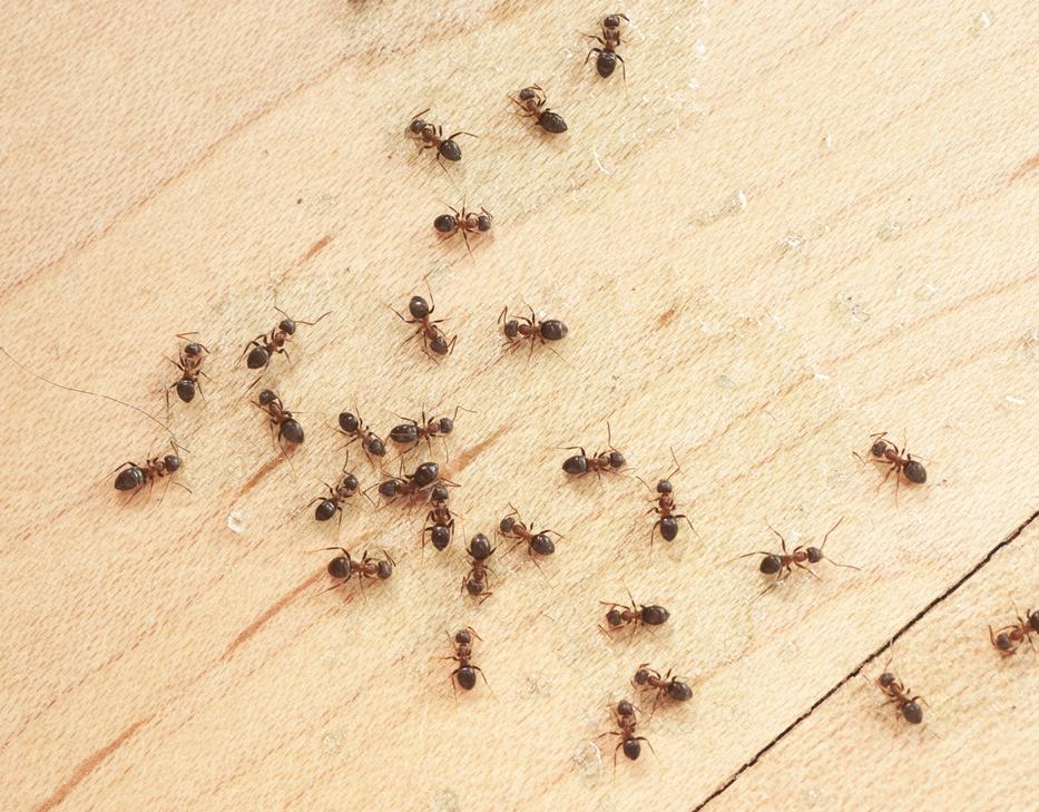 Utánajártunk, ilyen könnyen védekezhetsz a hangyák ellen. Fotó: Getty Images