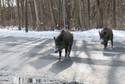 Dziki nad rzeką Srebrną w Gorzowie Wielkopolskim