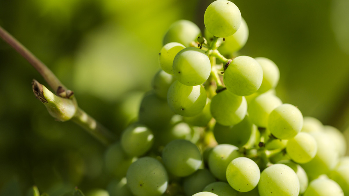 8 lipca rozpocznie się szósta edycja Dni Otwartych Winnic na Małopolskim Szlaku Winnym. Przez cały sezon turyści będą mogli je zwiedzać i degustować produkty. W tym roku zaplanowano sześć głównych spotkań i pięć dodatkowych.