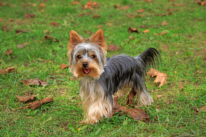 Yorkshire terrier