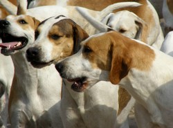 Psy postrzeliły myśliwego