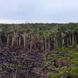 Wycinka lasów w Amazonii najszybsza od 15 lat. W miesiąc zniknął teren o powierzchni Warszawy