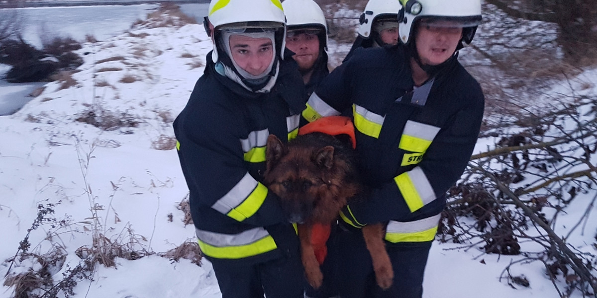 Strażacy uratowali dwa owczarki niemieckie, które były uwięzione w lodowatej rzece