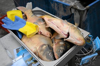 PIP rusza na świąteczne kontrole: Sprzedawcy karpi skarżą się na odmrożenia rąk