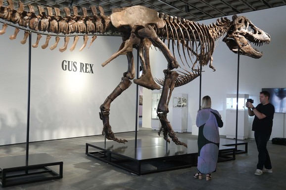 Skelet tiranosaurus reksa prodat na aukciji za 50 miliona dolara: NAUČNICI ZABRINUTI jer je u rukama nepoznatog kupca
