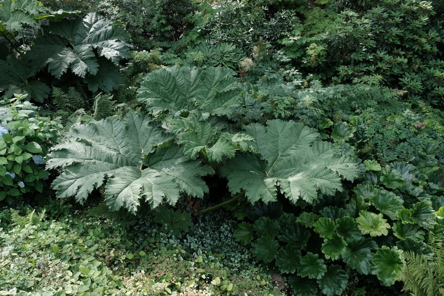 Parzeplin brazylijski (Gunnera manicata)