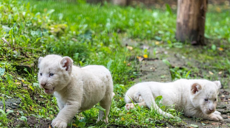 Még csak öthetesek, de már nagyot nőttek a kölykök/ Fotó: Nyíregyházi Állatpark 