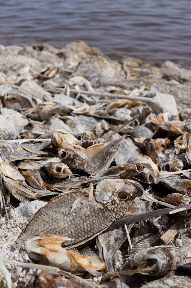 Salton Sea - przerażająca plaża w sercu Kalifornii