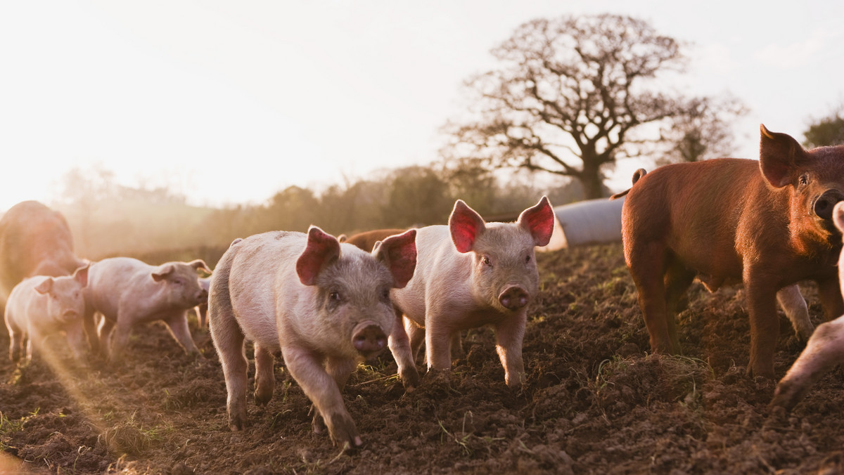 Od maja będą wypłacane rekompensaty za sprzedane świnie pochodzące ze strefy buforowej, ustanowionej w związku z ASF. Pieniądze wypłaci rolnikom Agencja Rynku Rolnego na podstawie faktur. W strefie skupiono ok. 45 tys. tuczników.