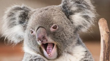 Krwiożerczy koala? Legenda o zabójczych stworach w Australii