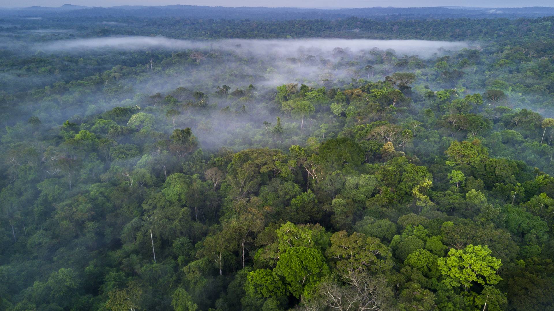 Naukowcy twierdzą, że Puszczę Amazońską może dać się uratować