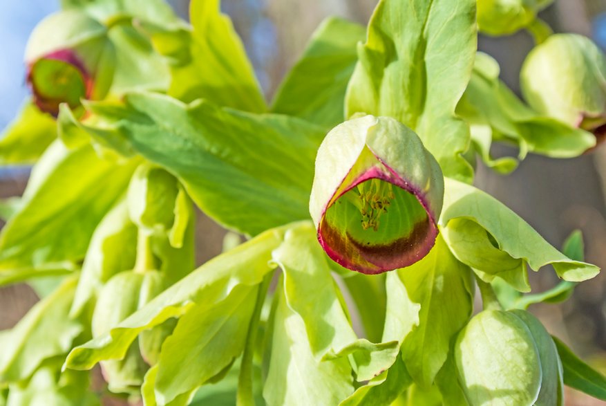 Ciemiernik cuchnący (Helleborus foetidus)