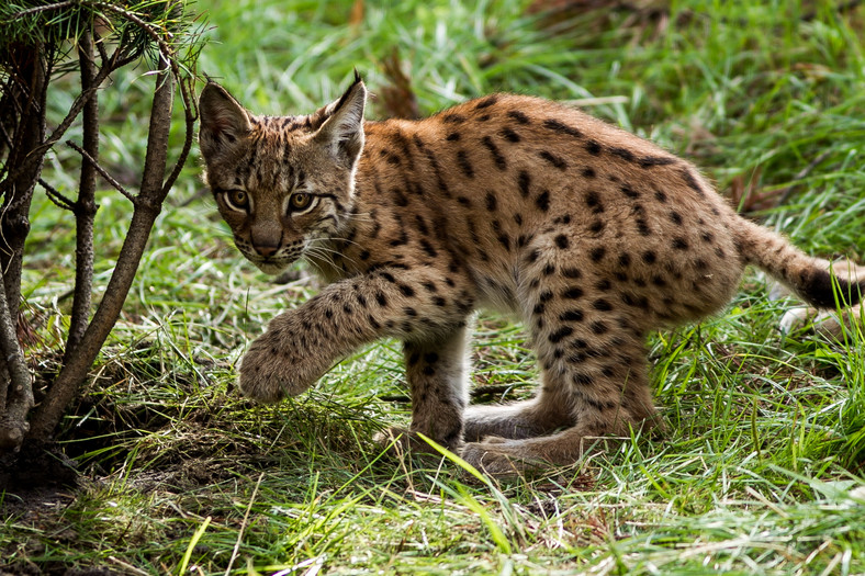 Nowi mieszkańcy wrocławskiego zoo