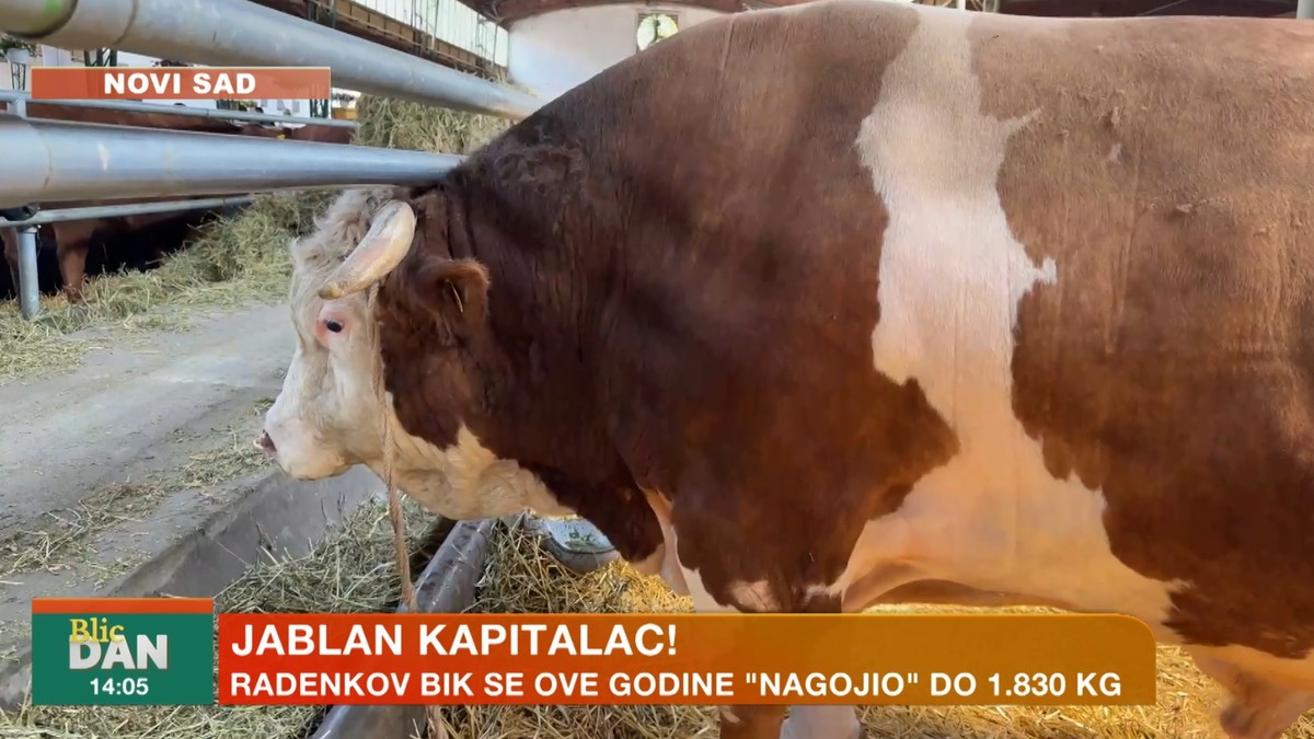 Bik Jablan