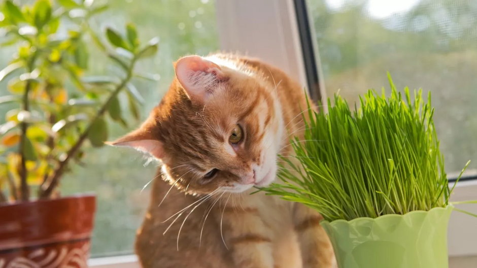 Dlaczego twój kot je trawę? Teorii jest co najmniej kilka. Fot. Getty Images