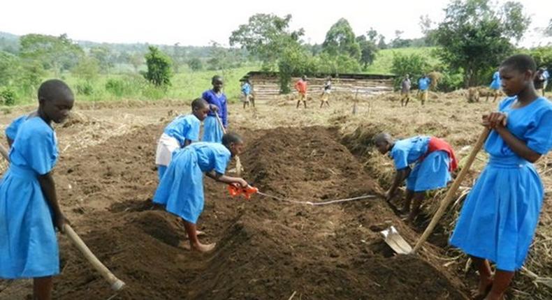 Ugandan school pupils in a farm (illustratrive purposes only)