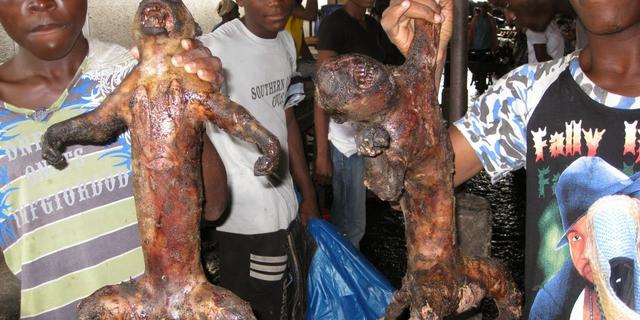 5 weird animals eaten by Nigerians | Pulse Nigeria