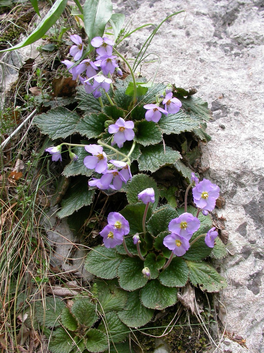 Jedina dva mesta u svetu gde ove dve vrste rastu jedna uz drugu u takozvanoj simpatriji nalaze se blizu Niša