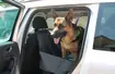Pies w samochodzie - przyjaciel, czy utrapienie 