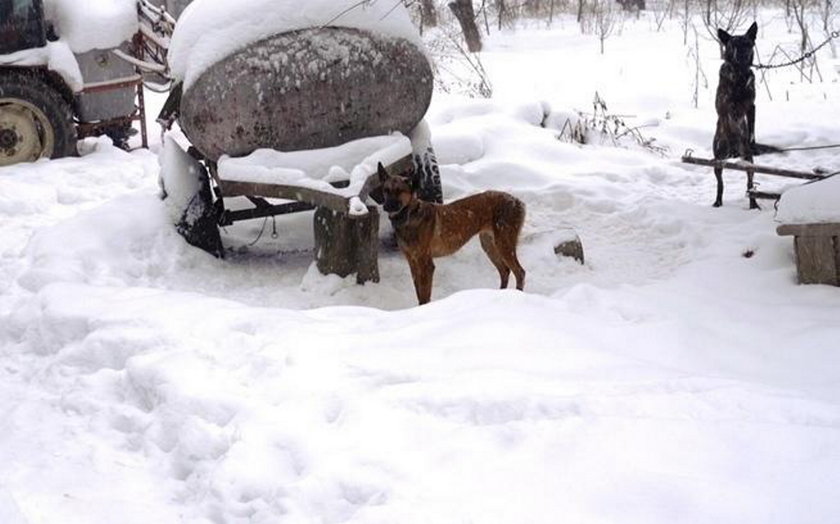 Zagłodzone niemal na śmierć. Sto psów czeka na pomoc